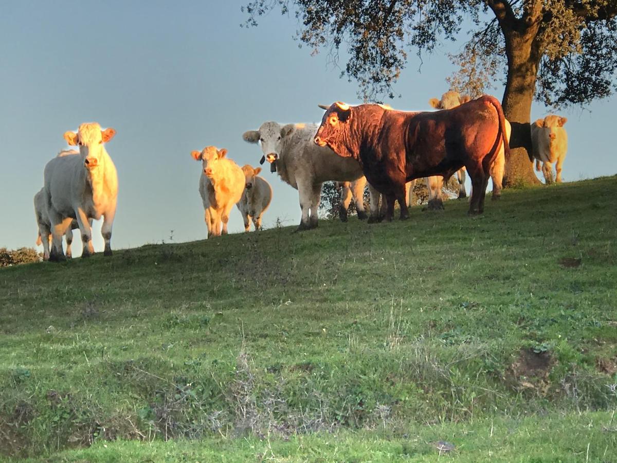 Herdade Do Gizo - Casa Reis クーバ エクステリア 写真